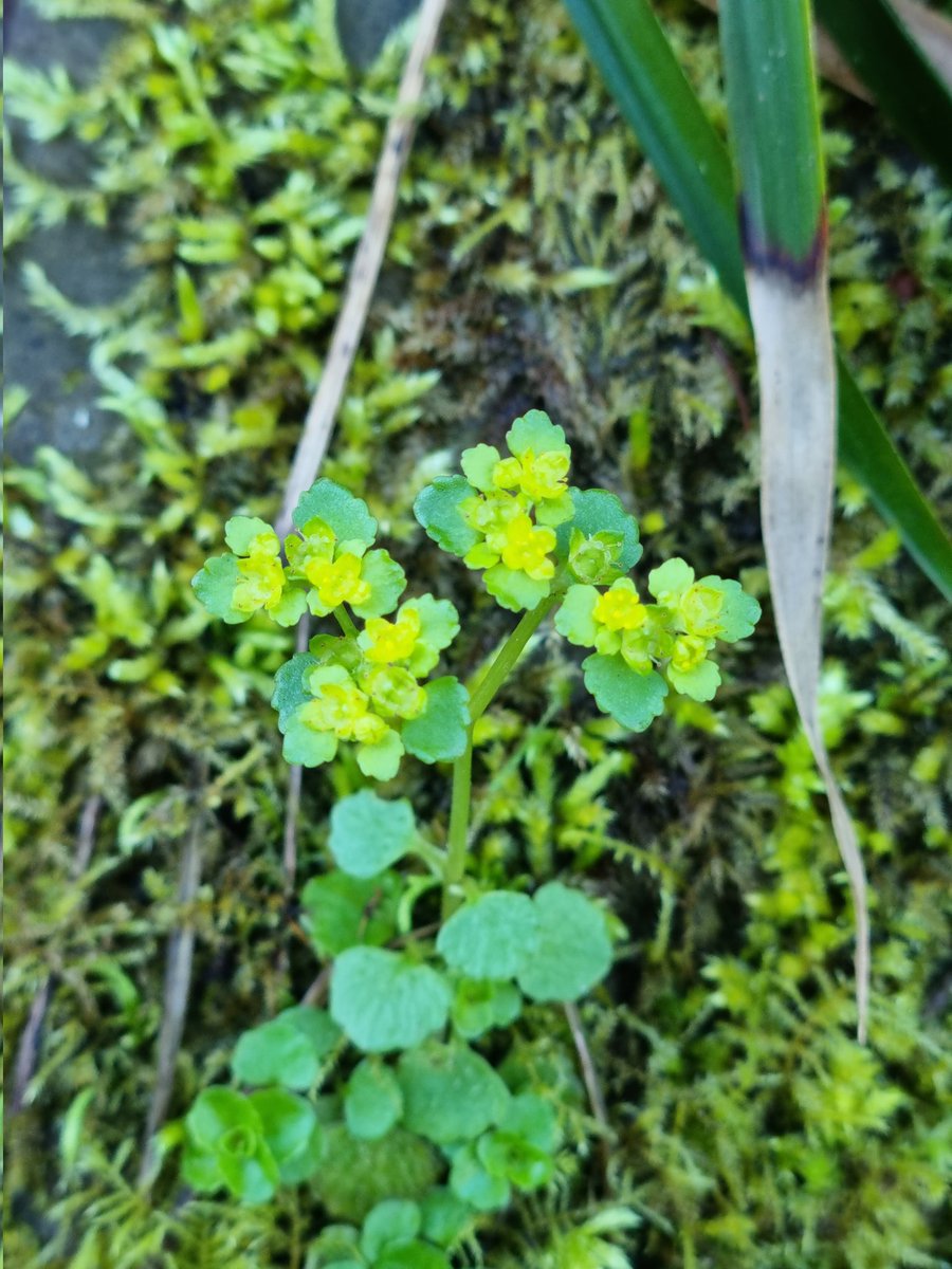 Sophie Olejnik (@sophie_oleo) on Twitter photo Early morning finds in Forge Woods, Wortley, where I was searching for moschatel.. None found but plenty of marsh marigold, opposite-leaved golden saxifrage and my white <a href="/BSBIbotany/">BSBI: Botanical Society of Britain & Ireland</a> #WildflowerHour find - Barren strawberry with a lovely orange rust (Phragmidium fragariae) ๐ค๐๐ Early morning finds in Forge Woods, Wortley, where I was searching for moschatel.. None found but plenty of marsh marigold, opposite-leaved golden saxifrage and my white <a href="/BSBIbotany/">BSBI: Botanical Society of Britain & Ireland</a> #WildflowerHour find - Barren strawberry with a lovely orange rust (Phragmidium fragariae) ๐ค๐๐