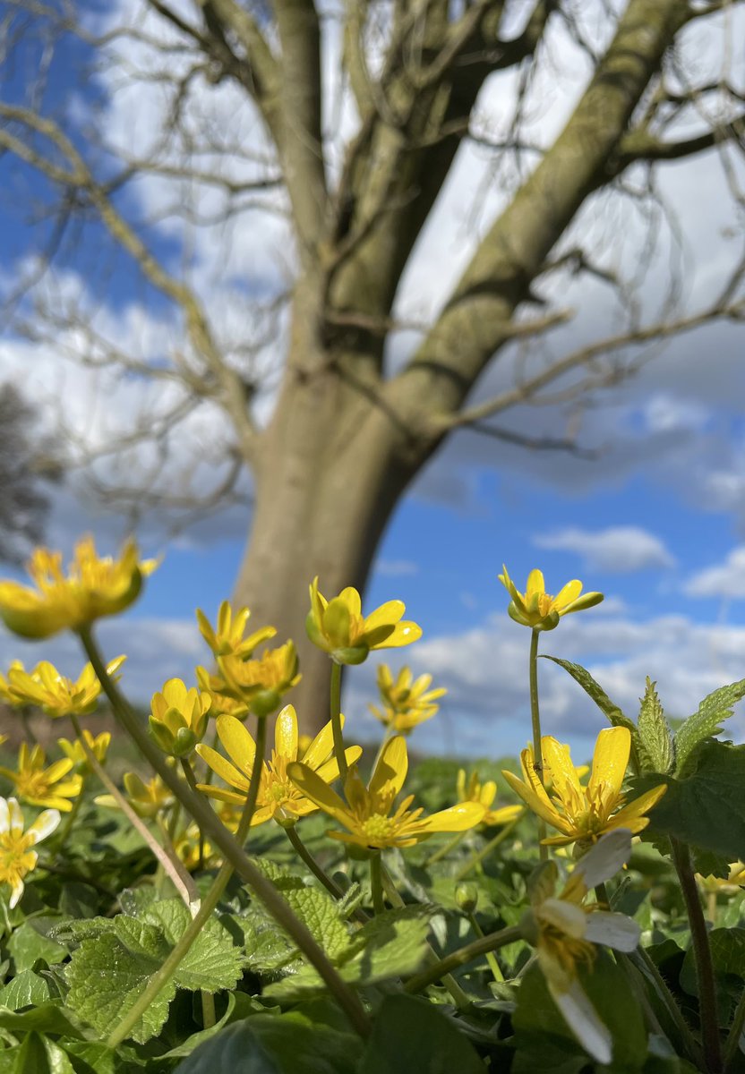 Good to see the sunshine today! Lesser celandine, North Yorkshire #wildflowerhour 🌼🌼🌼#Yorkshire @wildflower_hour @BSBIbotany