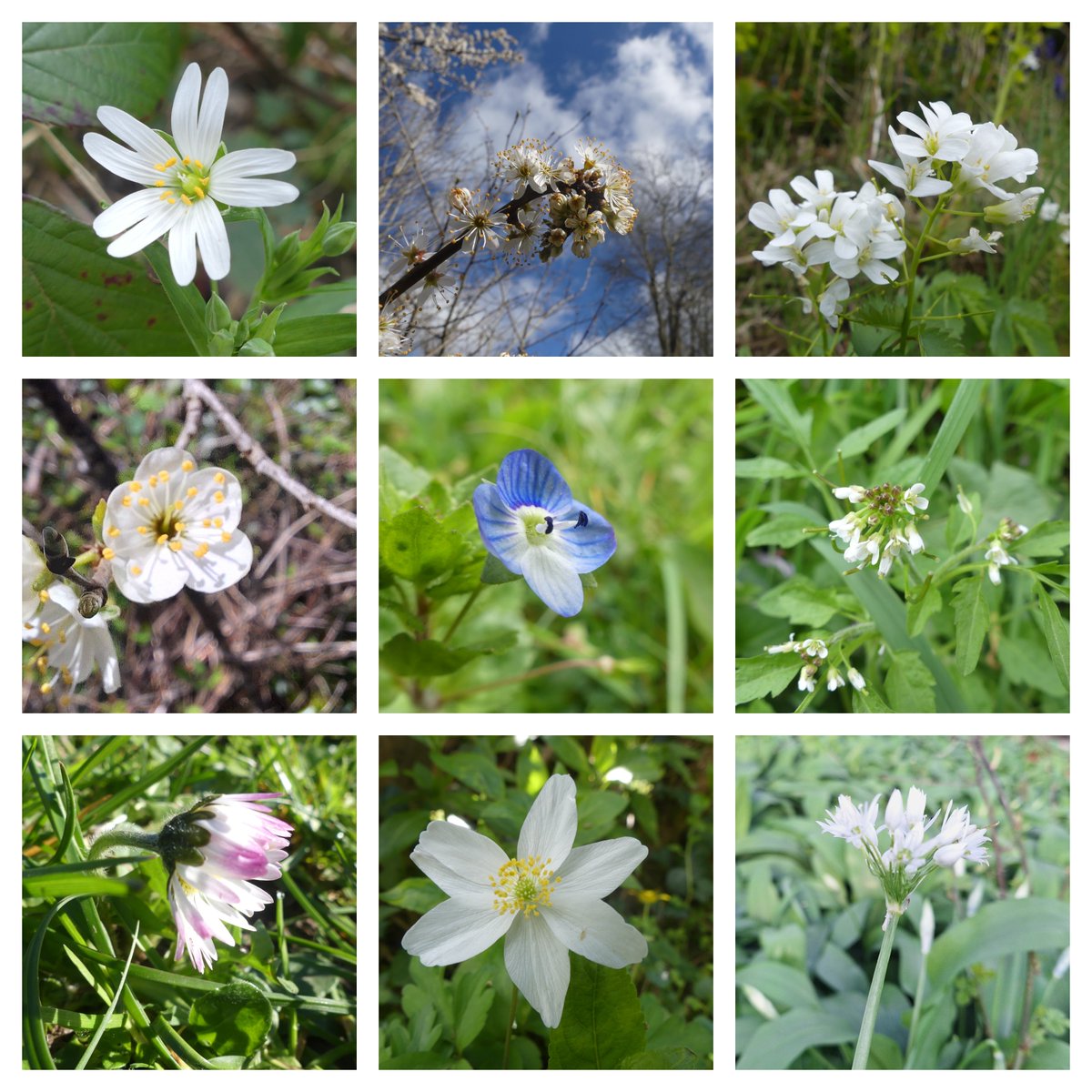 Plenty to see for the #whiteflower challenge for this week's #WildflowerHour but couldn't resist including a speedwell in my montage.