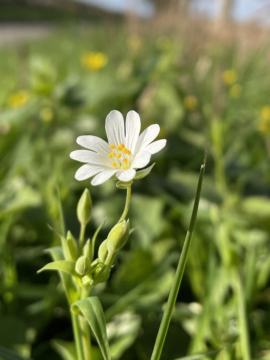 Greater stitchwort today #wildflowerhour #Yorkshire @wildflower_hour @BSBIbotany