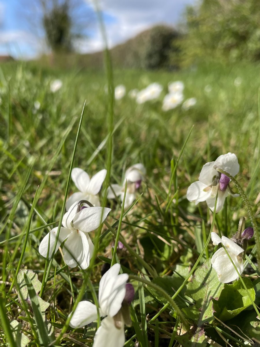 Some lovely white violets at the roadside #wildflowerhour #yorkshire @wildflower_hour @BSBIbotany