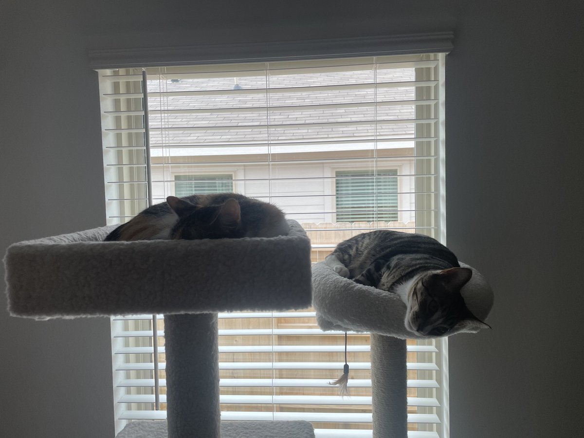 Small cat in the bigger one, bigger cat in the smaller one.