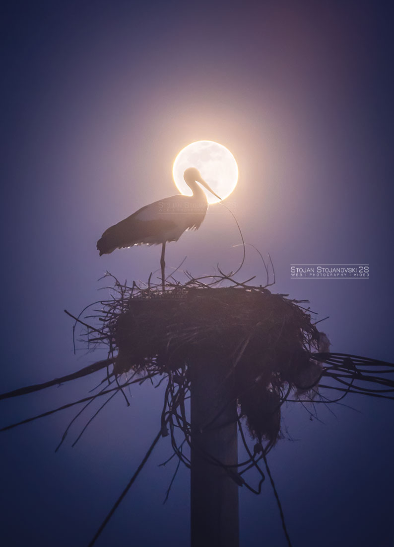 Штркот и полната Месечина - Март 2024

#stojanstojanovski #WormMoon #photo