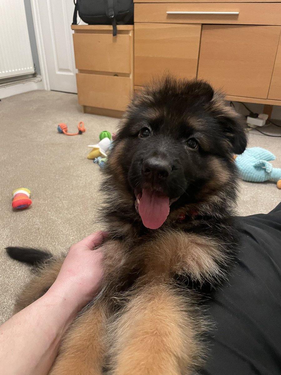 JakeHall's tweet photo. Welcome to “Ford” The German Shepherd Dog. https://t.co/l5hxay0PN4