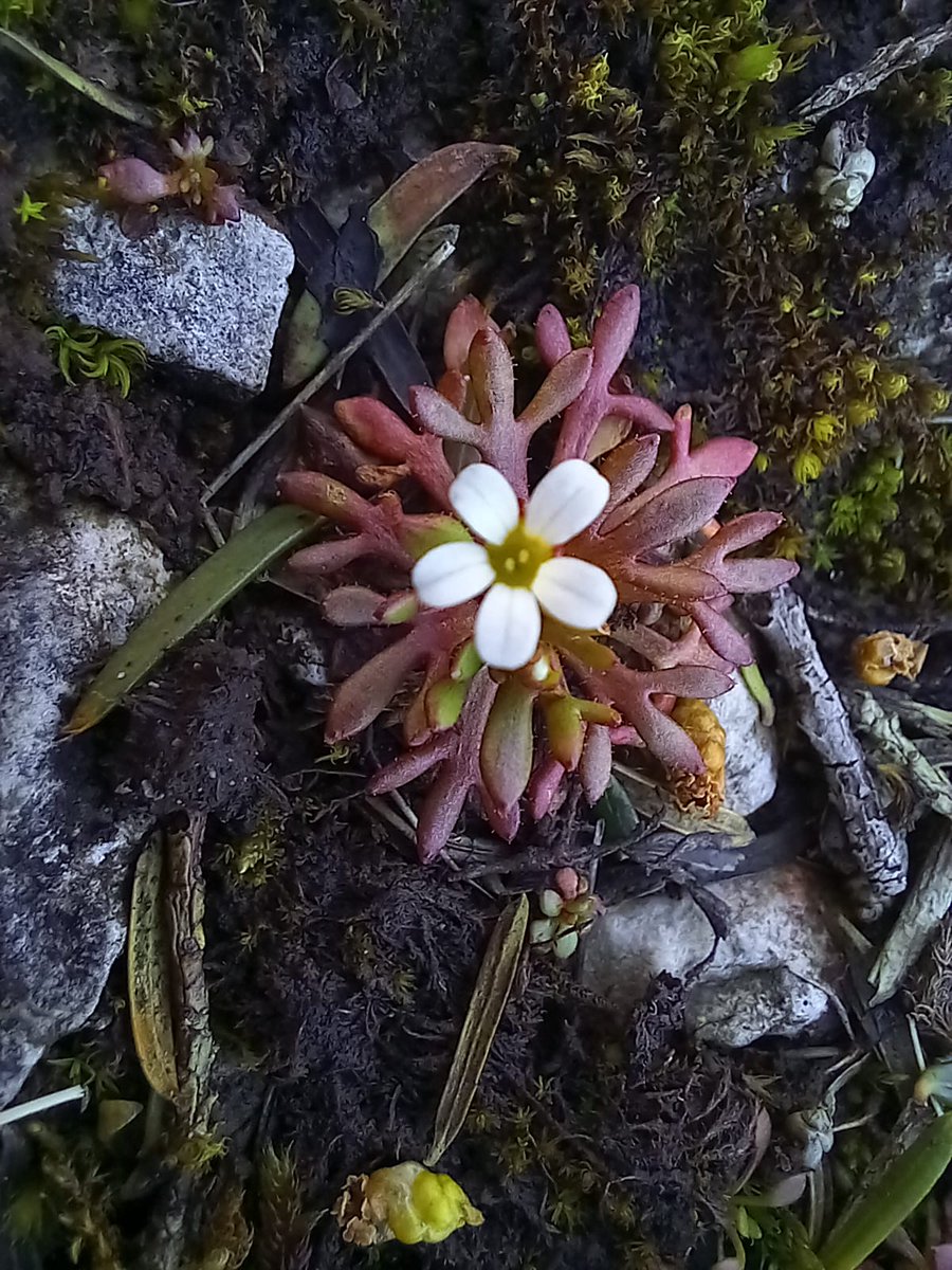 Saxifraga tridactylites (Rue-leaved Saxifrage), looking very fine at Gait Barrows #NNR .
#whiteflowers for #wildflowerhour