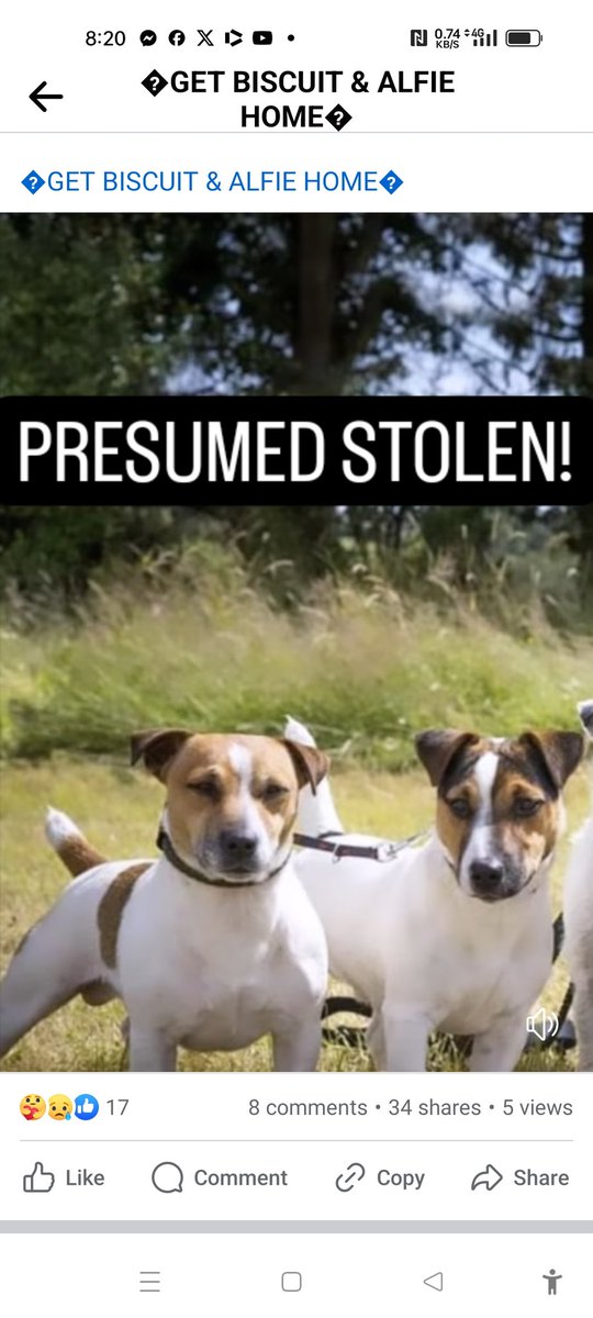 ALFIE AND BISCUIT 
#FindAlfieAndBiscuit
Male #JackRussell #Terrier Adult White with brown & black markings Microchipped

#Missing 10 Mar 2024 Land north of Brocksbushes Farm  #Stocksfield NE43 on owners farm Dogs know area well Ran after rabbit 

doglost.co.uk/dog-blog.php?d…