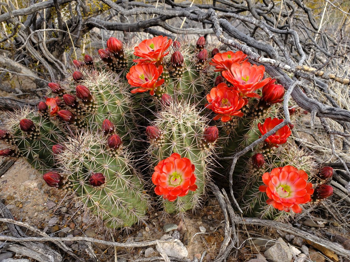 More Claret Cups.