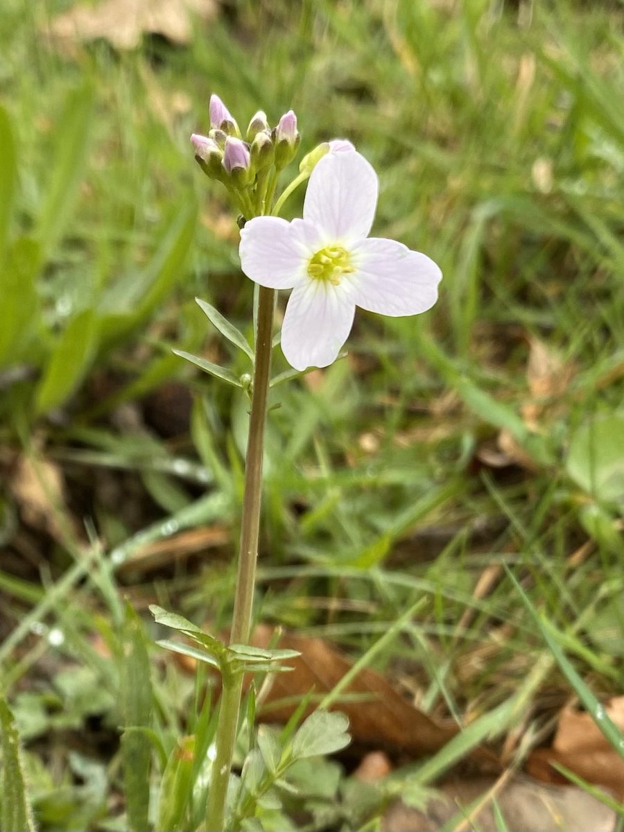 Claremou tweet media