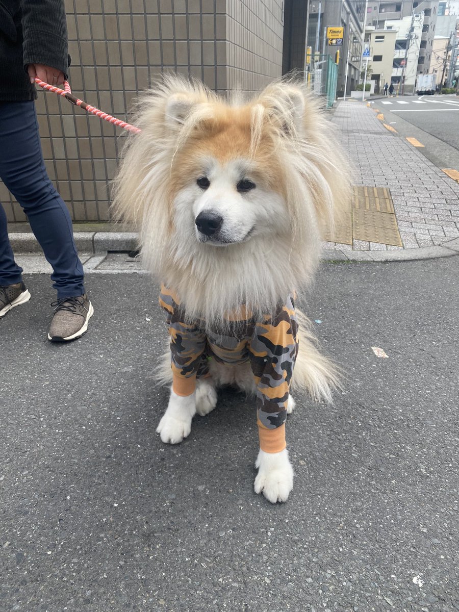 ライオンかと思いびっくりしました🤣🤣がぉー🦁