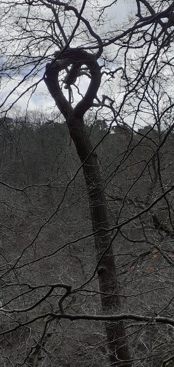 I found a heart tree in the woods