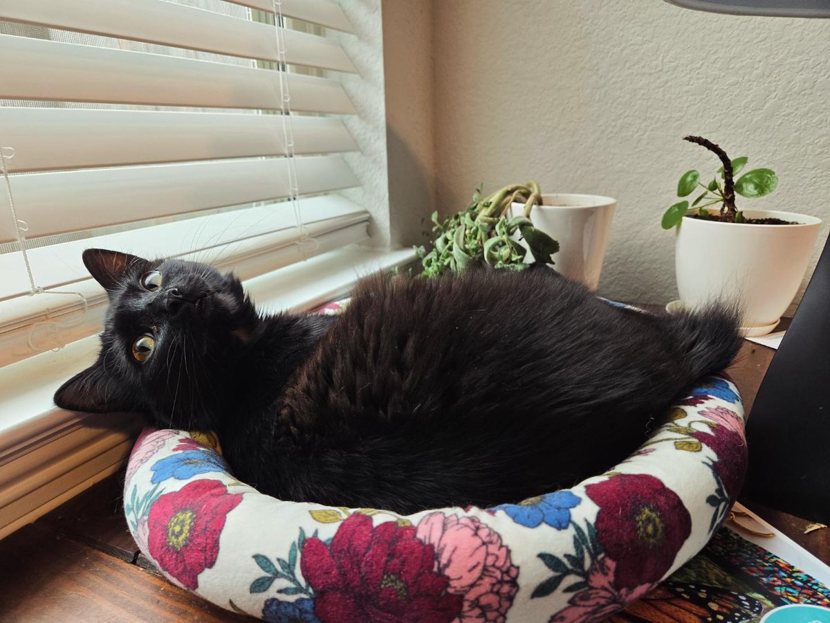 Norma & Zelda tweet media