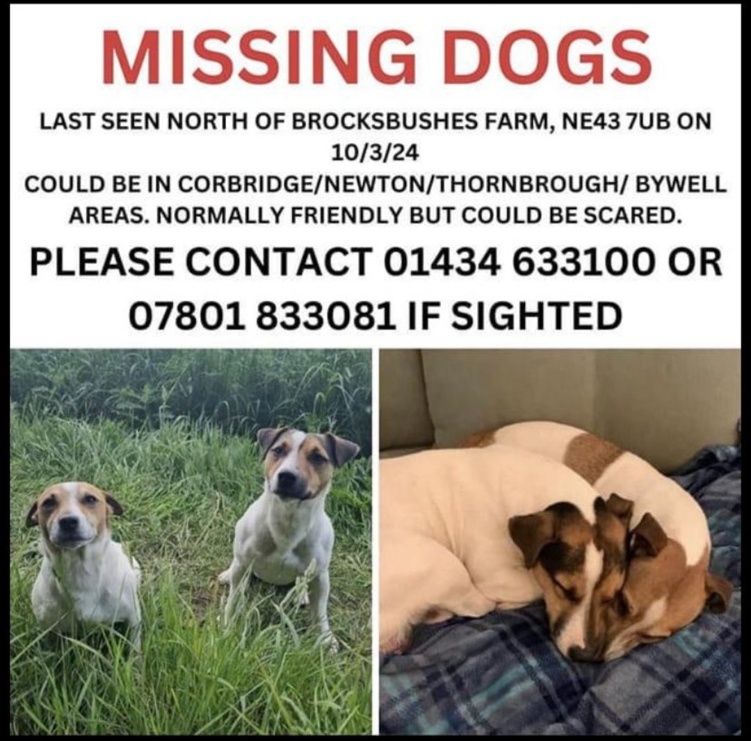 #findAlfieandBiscuit 
2 Jack Russell Terriers Male #STOLEN ? #theftbyfinding ? 
Land north of Brocksbushes Farm Stocksfield on owners farm #Northumberland #NE43
Dogs know area well. Ran after a rabbit
doglost.co.uk/dog-blog.php?d