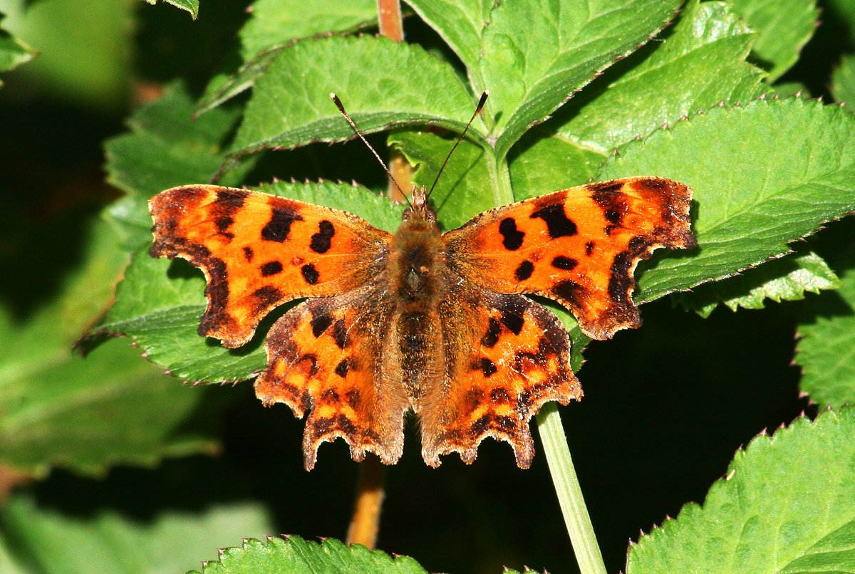 First branch Comma report in 2024! See record at cumbria-butterflies.org.uk/sightings (file photo).