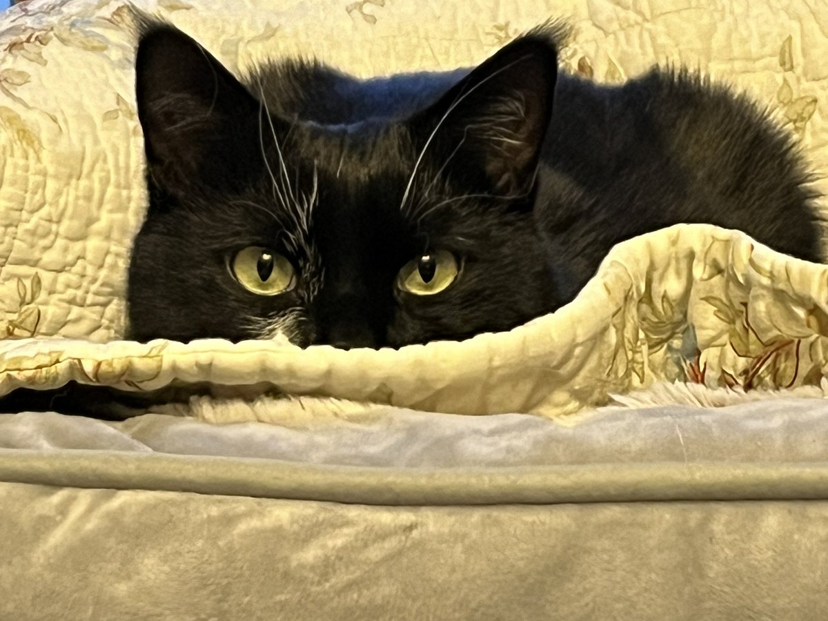 🌈Mouse Cat loves Mommy (OTRB) tweet media
