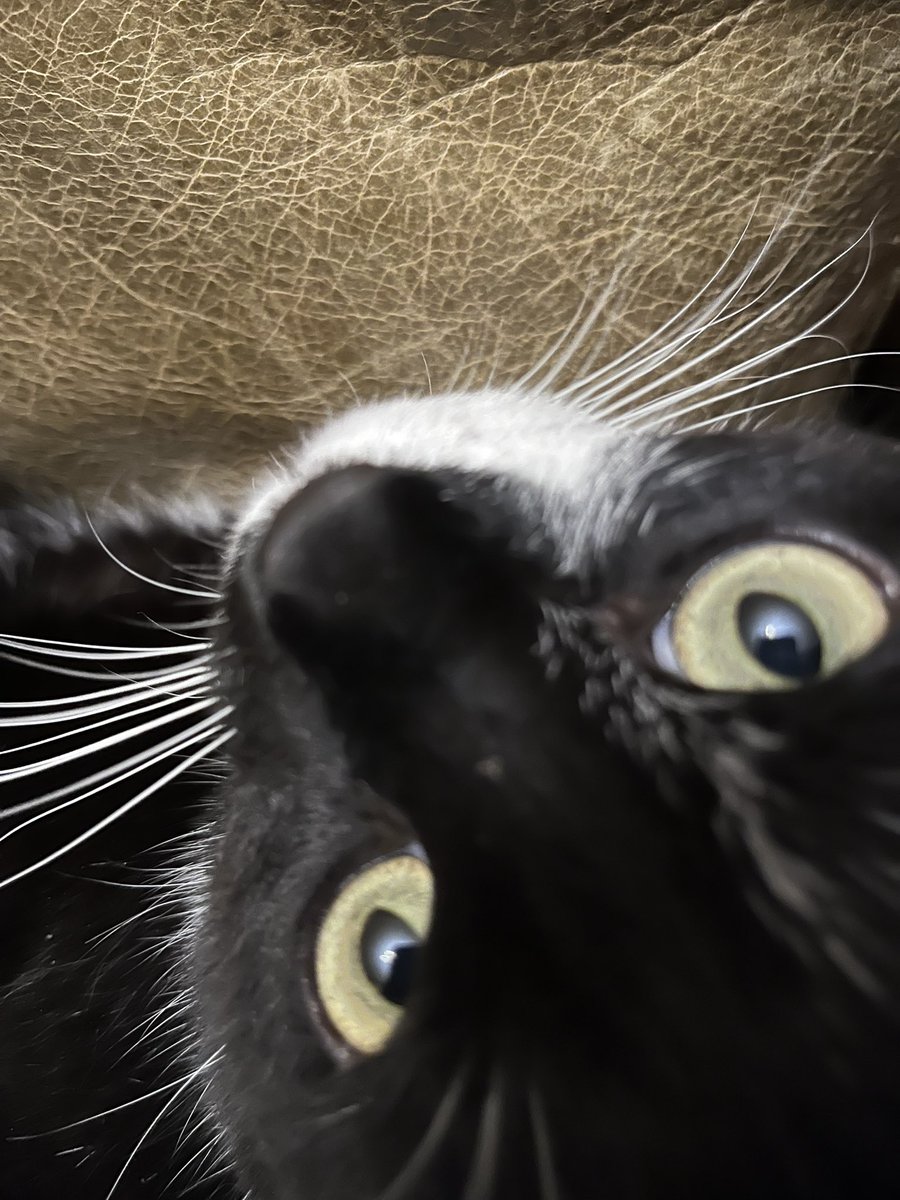 🌈Mouse Cat loves Mommy (OTRB) tweet media