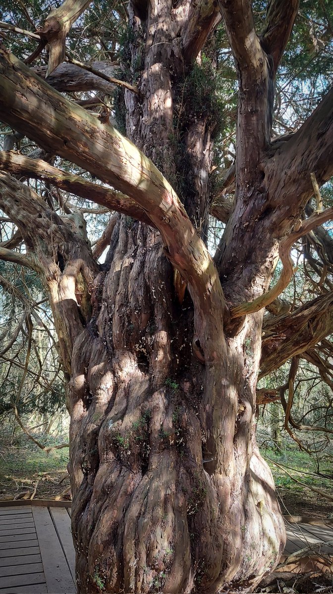 Rooted in Nature tweet media