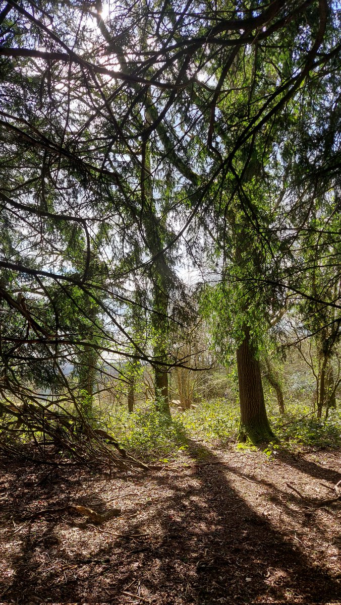 Rooted in Nature tweet media