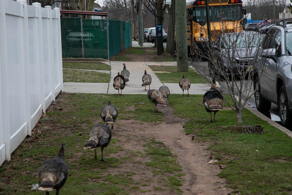 #StatenIsland infamous ‘angry turkeys’ feature in a new comic book.

Patrick Hickey Jr.’s “Midland Beach Turkey Ninjas” is a tale of feathered warriors who crave to control the borough & beyond.

It’s actually true as they are aggressive, fearless & kids are scared of them.😂🤷‍♂️