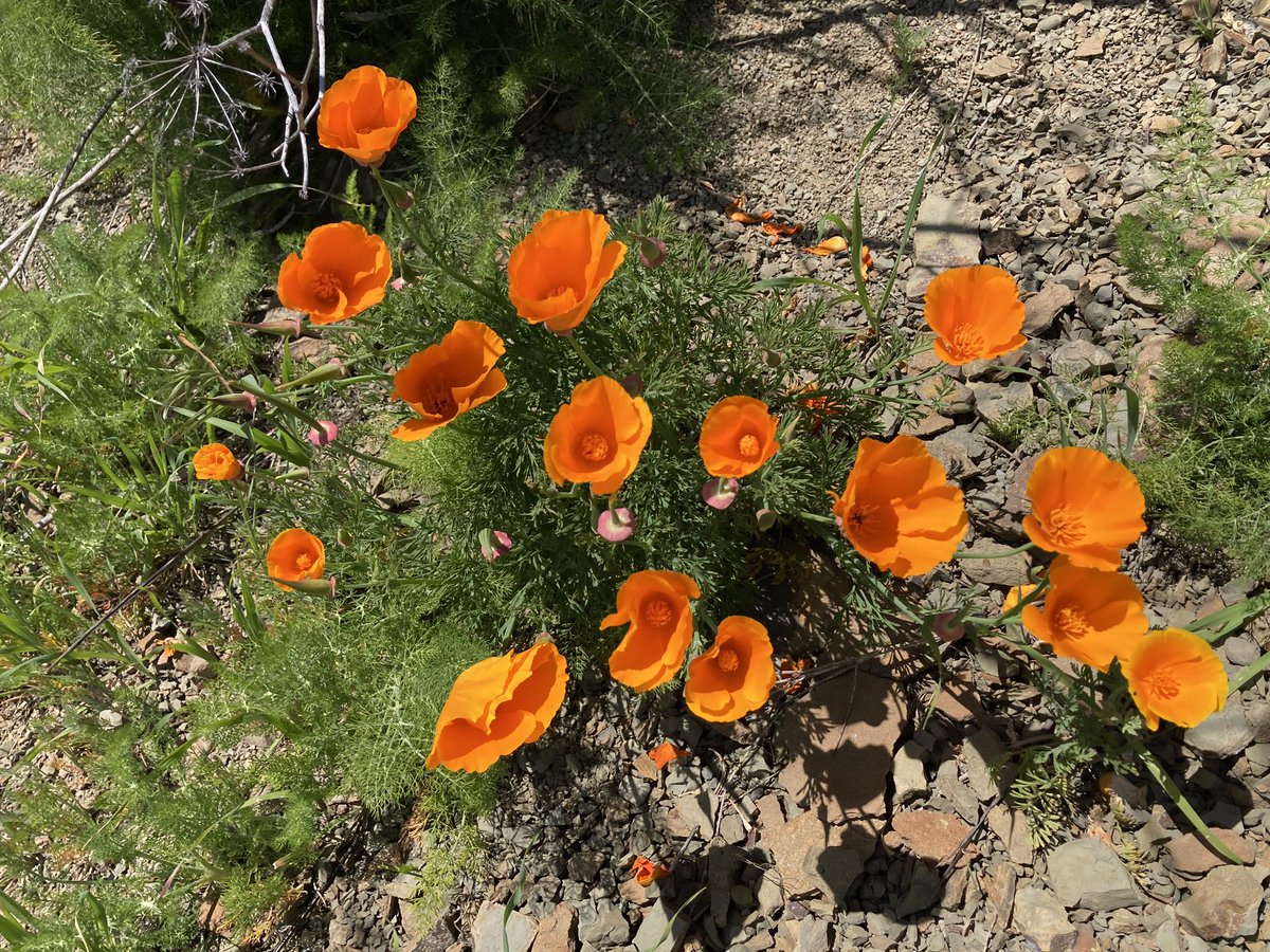 Darwin BondGraham tweet media