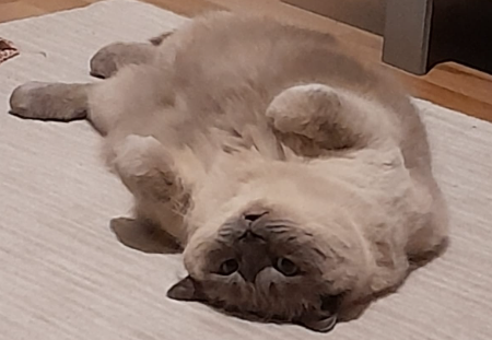 BudVZab's tweet photo. Here is your daily cloud #DailyCloudTheCat #DailyCloud #Cat #CatsofTwitter #CatsOfTwitter https://t.co/YIKdvqrjUU