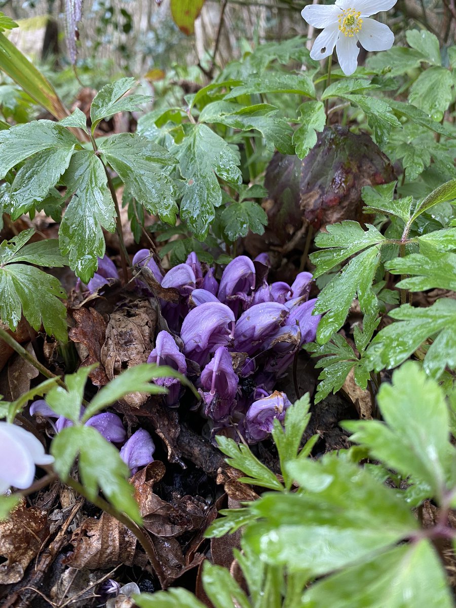 current_crises2's tweet image. Lots of Purple Toothwort under the trees at Wakehurst Place this weekend.
 #wildflowerhour