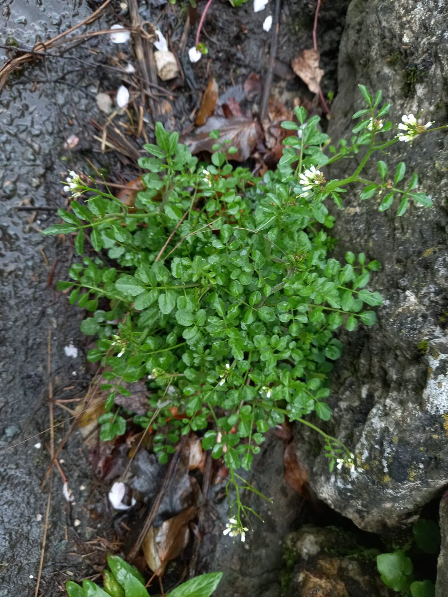 Cardamines (Bitter-cresses) in the @ArnsideSilverNL . Hairy Bitter-cress (L) - 4 stamens, pods overtop flowers, doesn't have hairs on the stem!, prefers drier habitats. Wavy Bitter-cress (R) - 6 stamens, pods = flowers and more stem leaves. #whiteflowers for #wildflowerhour