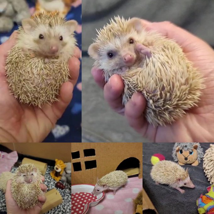 Meet Quilly Savage ✨️ Lily for short 🦔 Brand new member of the floof family 💖 she's currently getting
