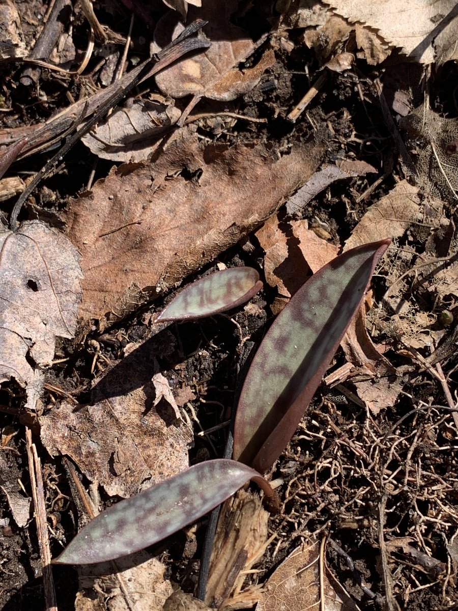 JTTrendNature's tweet photo. 39F/ 4C Short walk at the McClean Preserve in Suffield.  The Skunk Cabbage is out in full force along the boardwalk.I was surprised to find the first spring ephemerals - Trout Lily leaves appearing along the trail.  #CTNature #Suffield https://t.co/iRreyoT46L