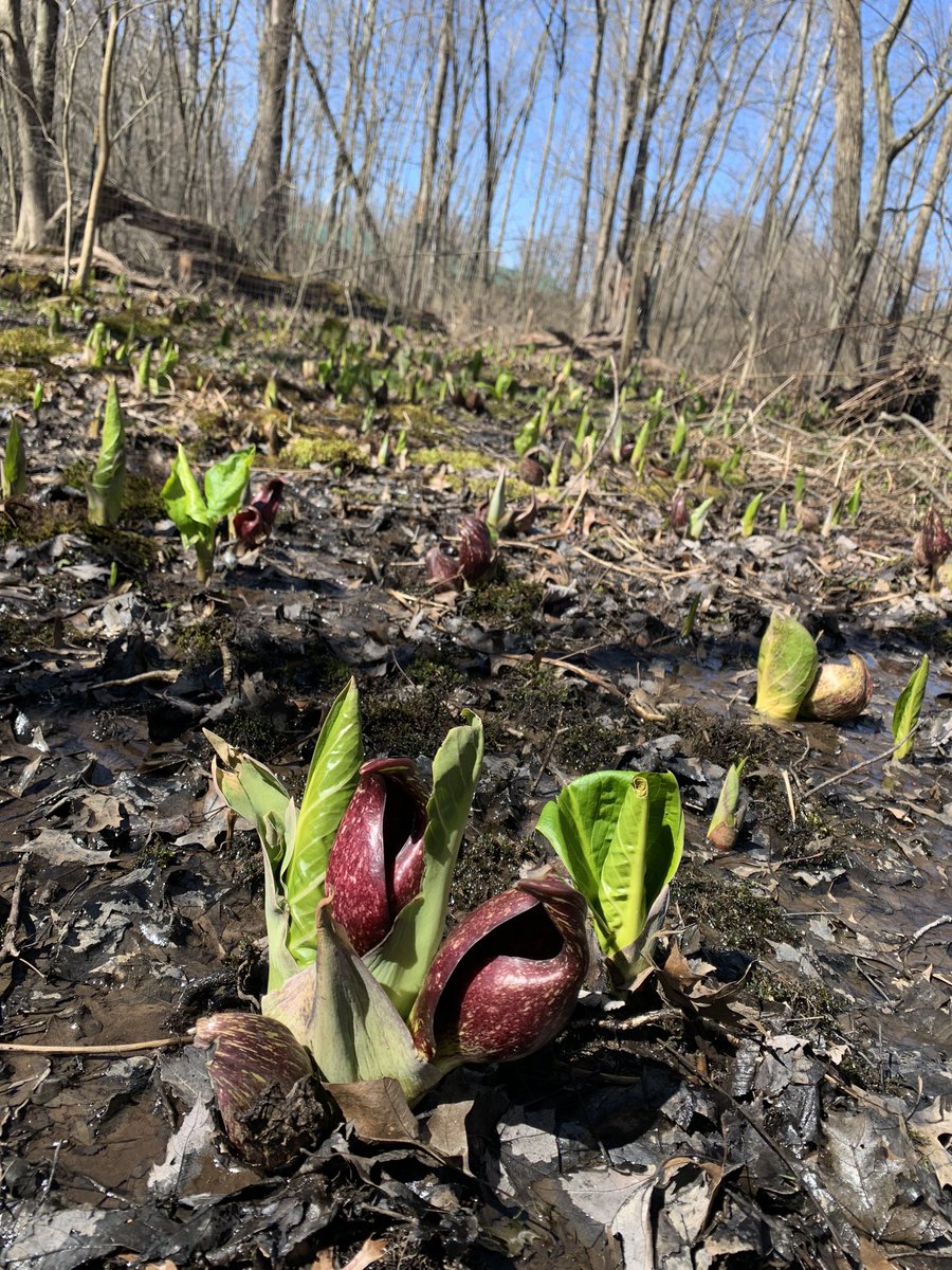 JTTrendNature's tweet photo. 39F/ 4C Short walk at the McClean Preserve in Suffield.  The Skunk Cabbage is out in full force along the boardwalk.I was surprised to find the first spring ephemerals - Trout Lily leaves appearing along the trail.  #CTNature #Suffield https://t.co/iRreyoT46L