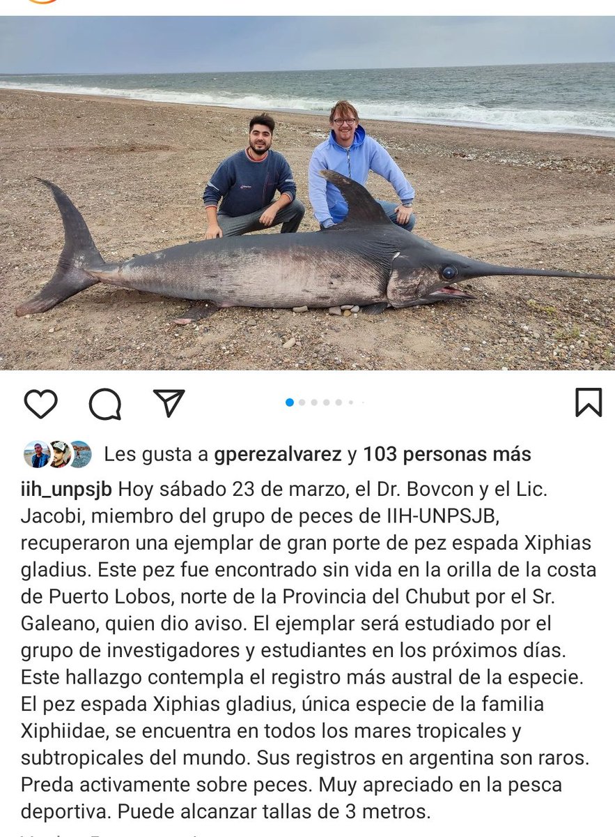 MaruOrtizTw's tweet photo. 📍 Pez espada en #PuertoLobos 
Es el registro más austral de la especie
Será estudiado por los científicos de @UNPSJB https://t.co/eKxTjiMbsN