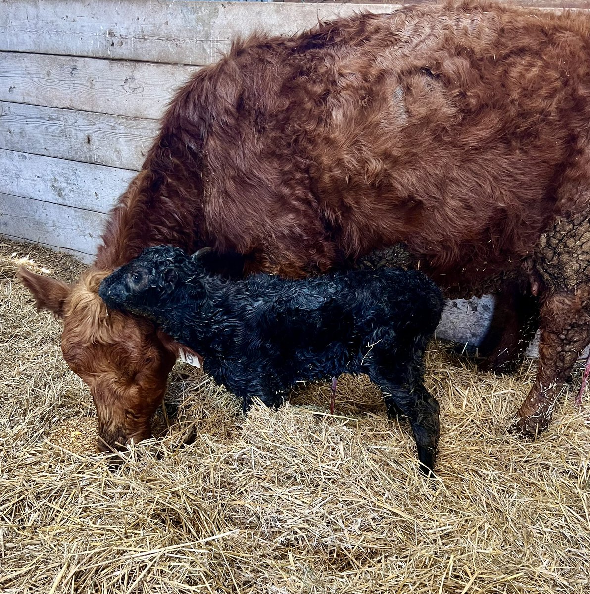 The newest member of the herd…. She’s tiny but mighty!  #BEEF #Agriculture #CanadianBeef #FarmLife