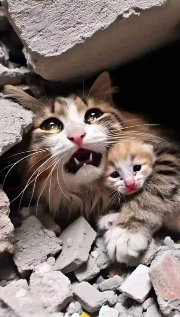 Cool_Ustaz's tweet image. If this is the condition of animals in Gaza, what about humans? 😢💔