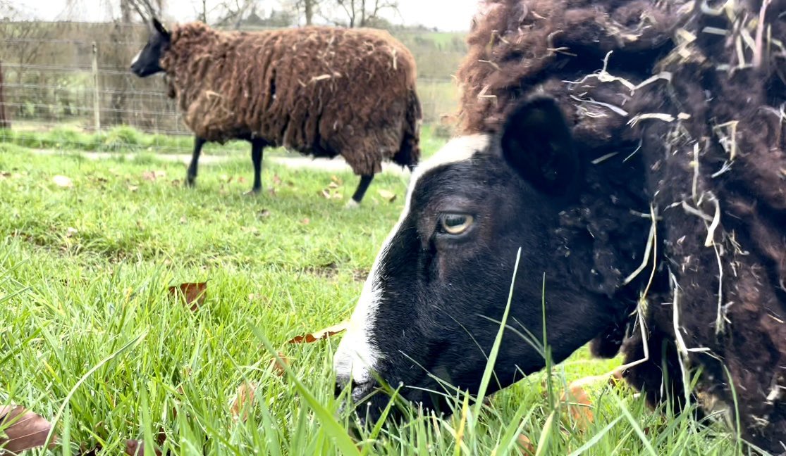 ZwartblesIE tweet picture