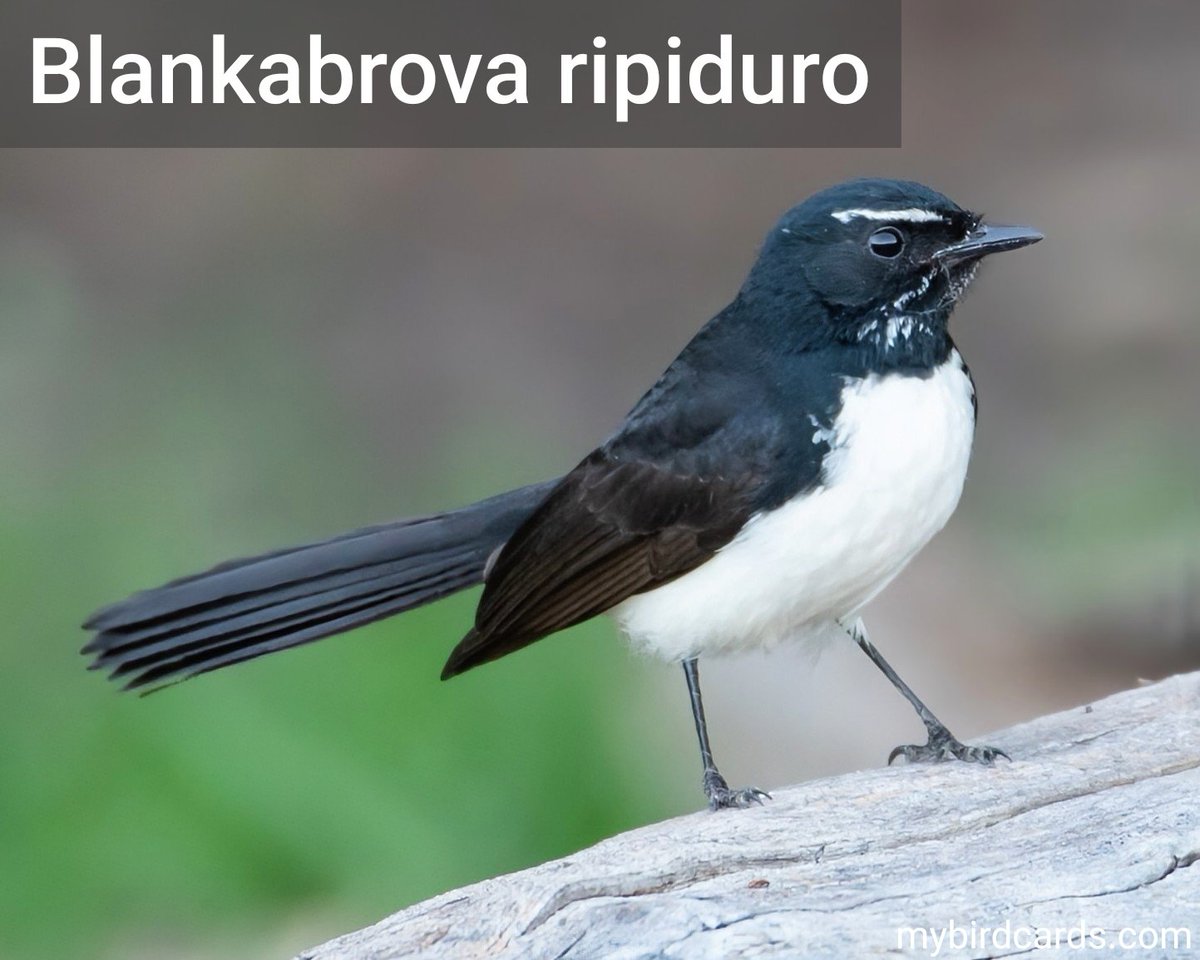 🌏 Blankabrova ripiduro (Rhipidura leucophrys) #Aŭstralaziajbirdoj #Aŭstraliajbirdoj #Aziajbirdoj #Novgvineajbirdoj #Indoneziajbirdoj | #Ripiduredoj | #miajbirdkartoj #birdkartoj #birdoj 🦜