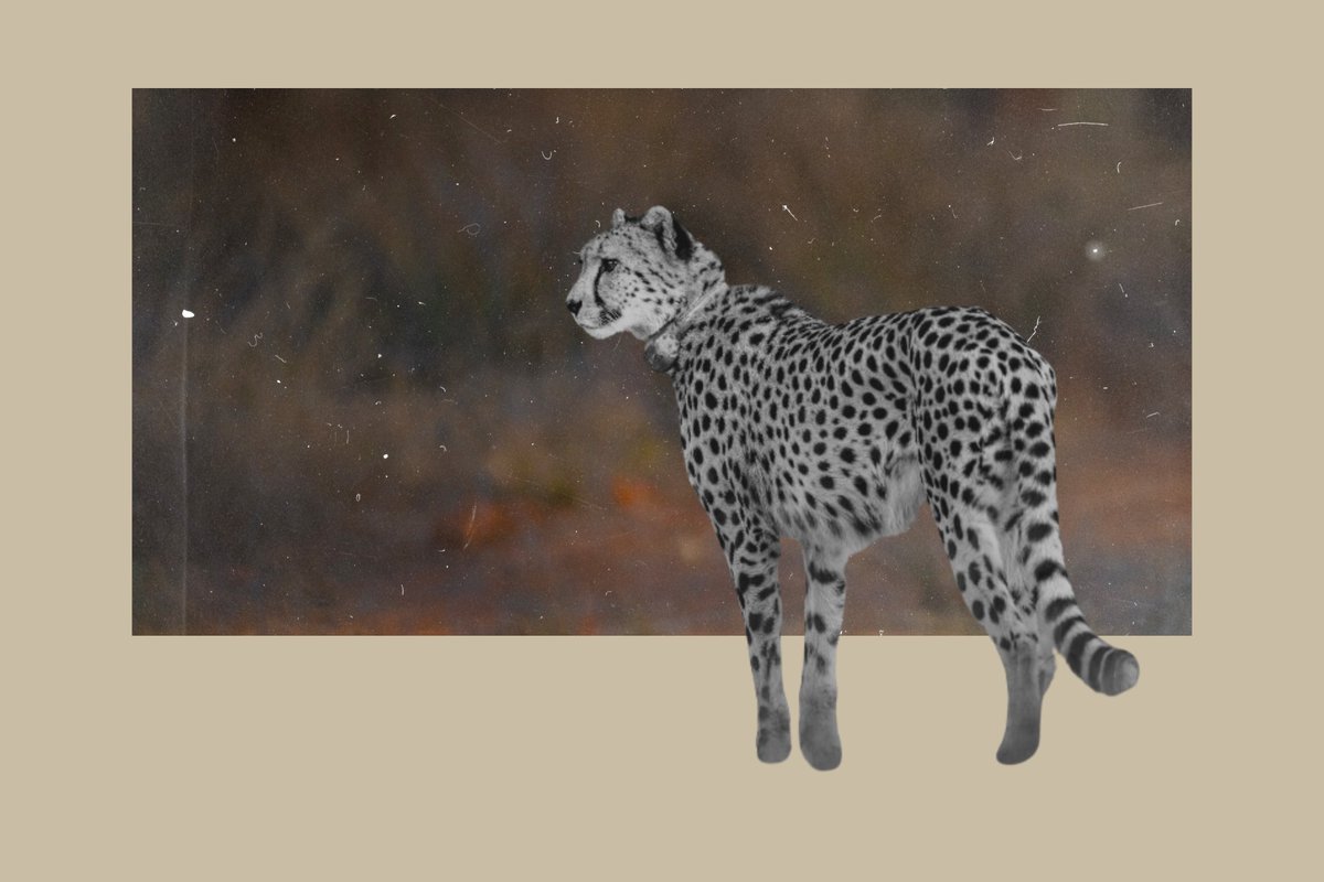 We've made @pragathi_r24's feature “Cheetahs Arriving by Plane Does Not Make It a Restoration Project” available in Kannada! Check it out: thexylom.com/post/%E0%B2%B5…