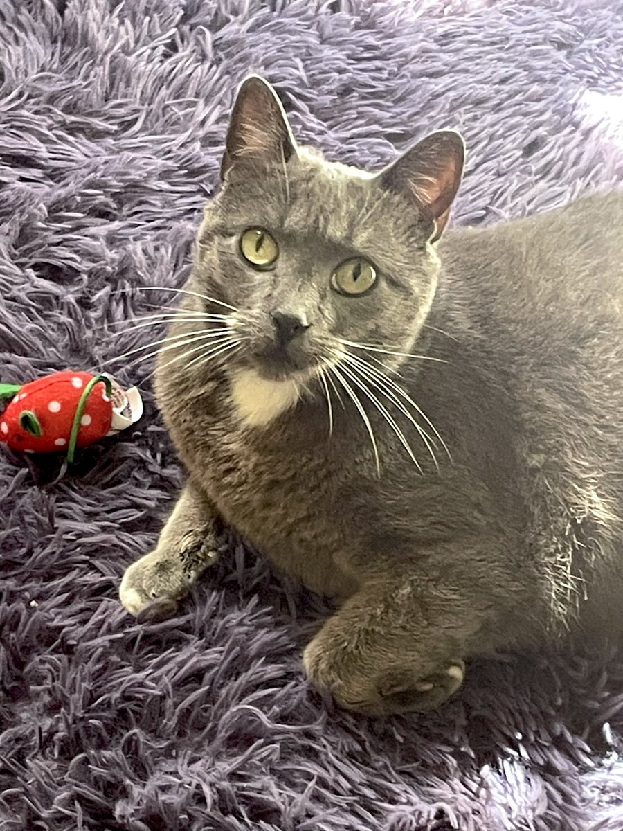 Heidi♥️🐈‍⬛