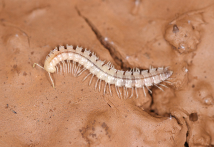 Zootaxa's tweet photo. Cayenniola albaserrata n. sp., a geographical relict from a Brazilian hotspot of subterranean biodiversity and the first troglobitic Priodesmini (#Polydesmida: Chelodesmidae: Chelodesminae)
https://t.co/eEpduWtzgS
#Taxonomy https://t.co/AQ2CwwT1QH