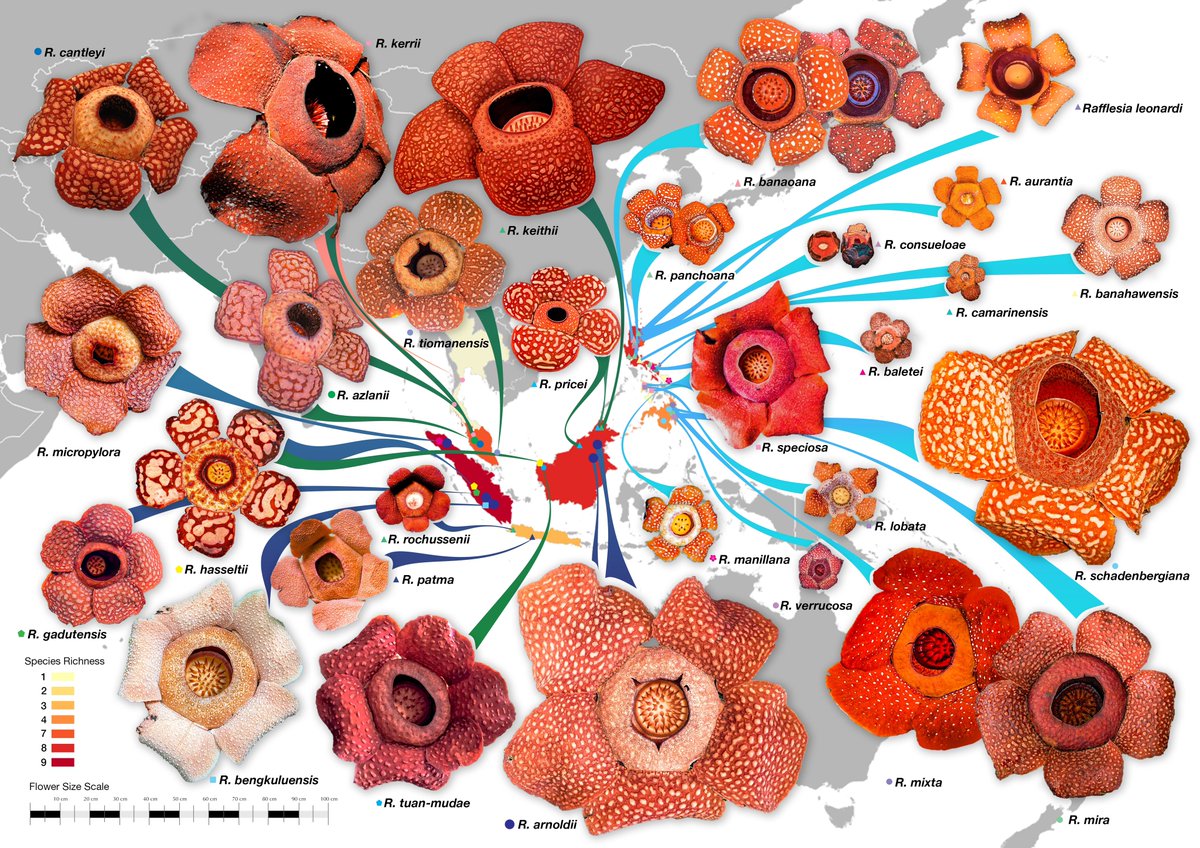 It's 𝘙𝘢𝘧𝘧𝘭𝘦𝘴𝘪𝘢 season at Mount Makiling Forest Reserve! Did you know that the Philippines is a hotspot for 𝘙𝘢𝘧𝘧𝘭𝘦𝘴𝘪𝘢 diversity? Worldwide, there are at least 42 species. Read our paper published in Plants, People, Planet: nph.onlinelibrary.wiley.com/doi/full/10.10…