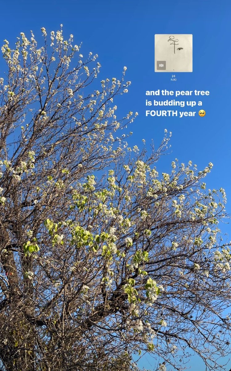 📸: nikizefanya

"and the pear tree is budding up a FOURTH year 🥺"