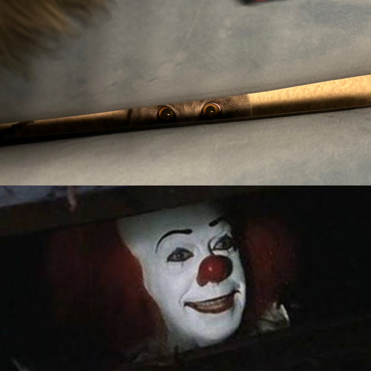 じーっ🐈
#ブリティッシュショートヘア 
#cats