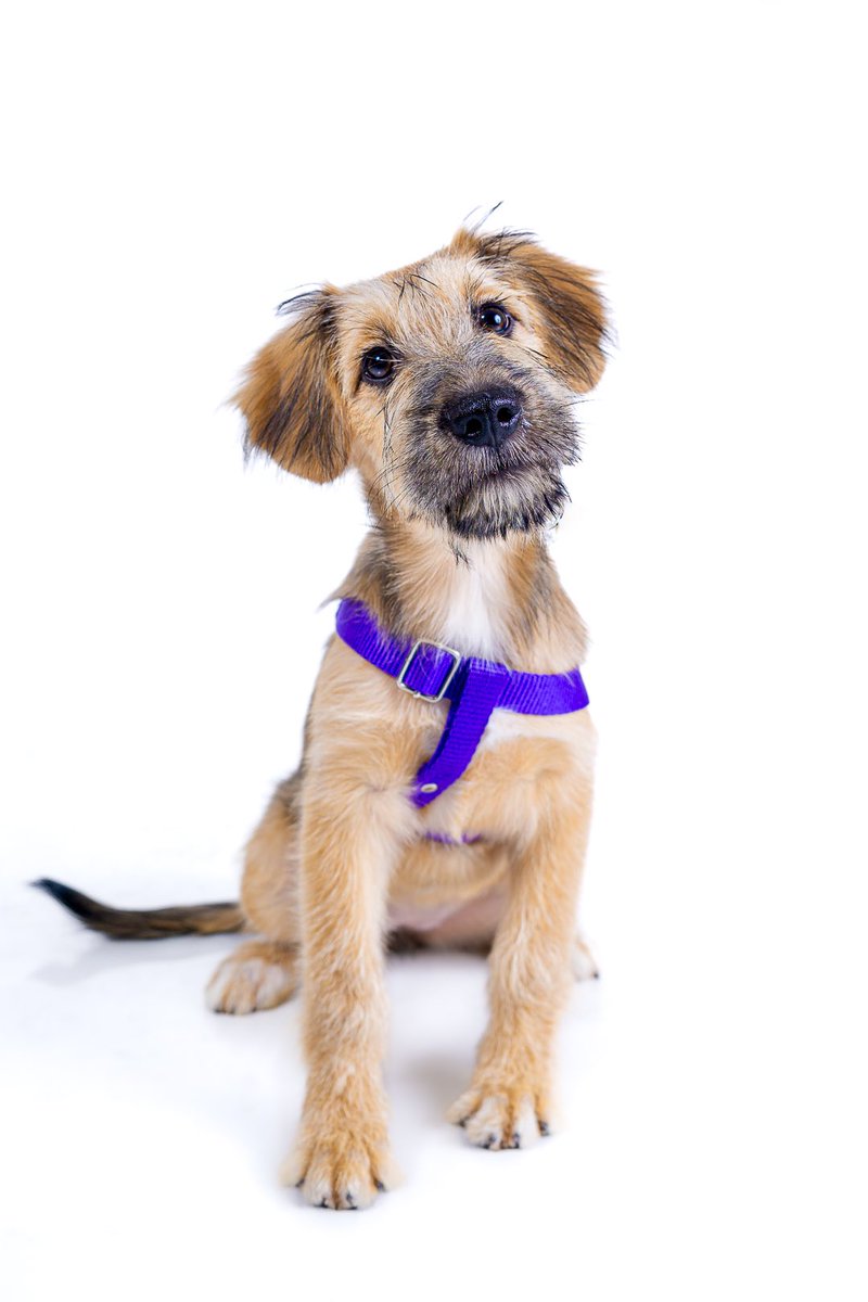 FundacionRayit0's tweet photo. 5 MESES ESPERANDO UN HOGAR😭
Sigue creciendo y no hay solicitudes de adopción 😭

Ella es una cachorra tímida pero a la vez cariñosa, actualmente está cambiando dientecitos✨

4/5 meses
6kg
Será de tamaño mediano 
Desparasitada
Bañada
Antipulgas
Vacunas completas

WSP 995086343 https://t.co/tzlwvgvjoG