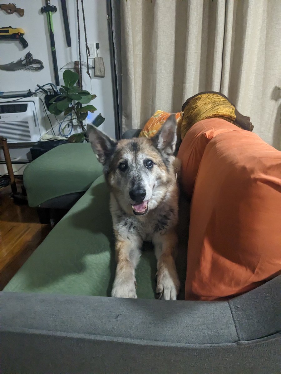 Pet taxes
