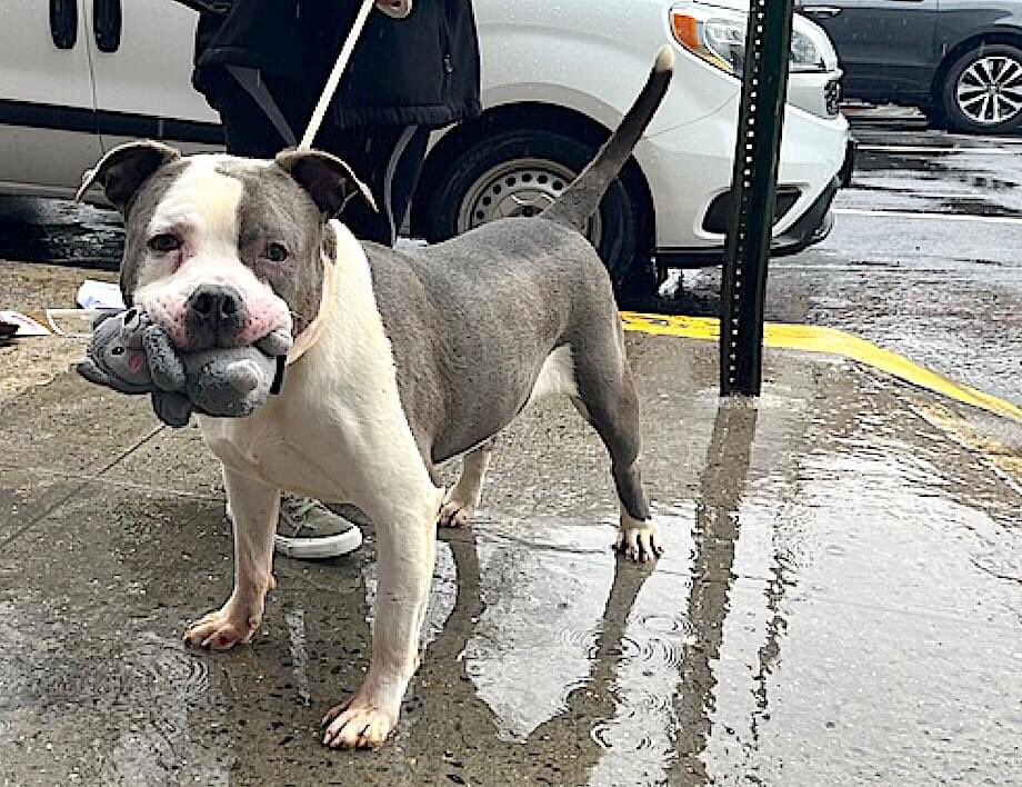 🐾💔 TIBU 🐾💔 #NYCACC TB☠️ 3/26 Owner surrender, leaving country He watched and tried following as they walked away 😢 Loves baths 🛀 and car 🚗 rides Friendly, loves being w/people & snoozing on the couch 🛋 Kids 13+ Please #RT #PLEDGE #FOSTER #194117. 8.5 yrs