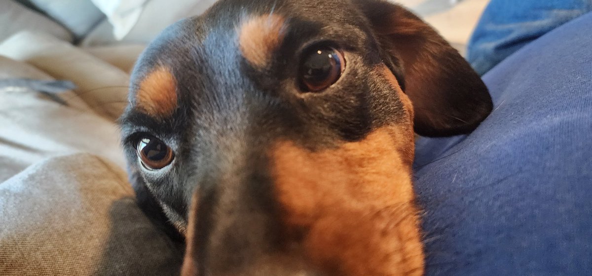 And of course this heifer had to insist I take her picture too🤣