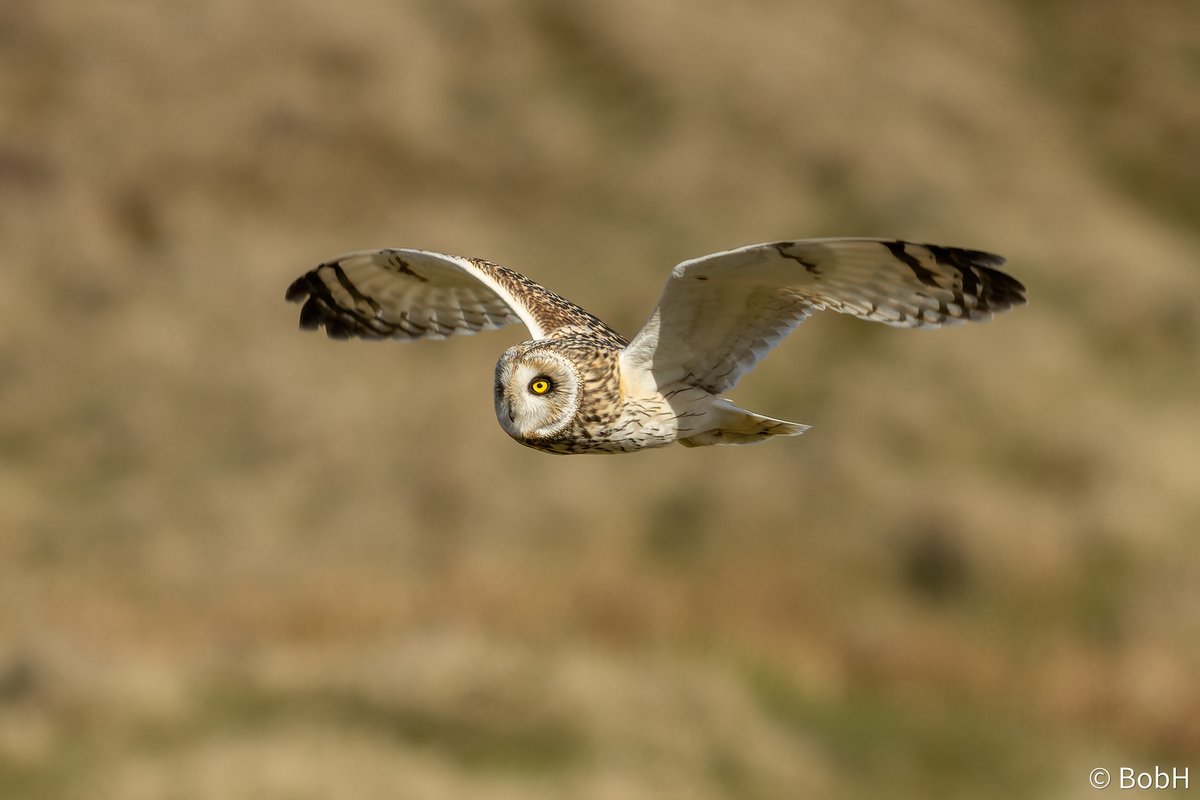 Plenty of Short-Eared Owls hunting on the Durham Dales today once the wind eased off. @DurhamBirdClub @teesbirds1