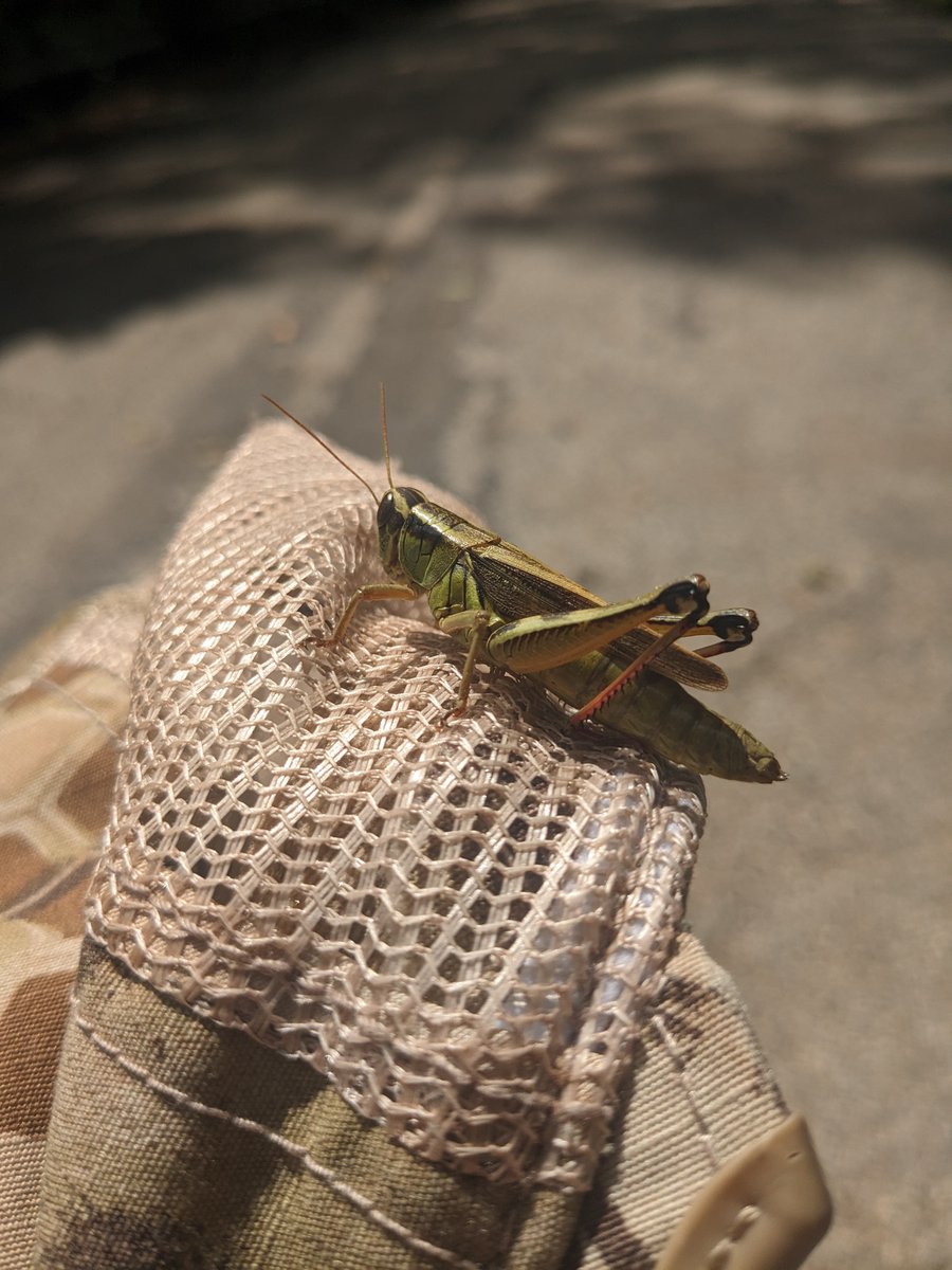 Grasshoppers!!! Up and Personal #Grasshopper