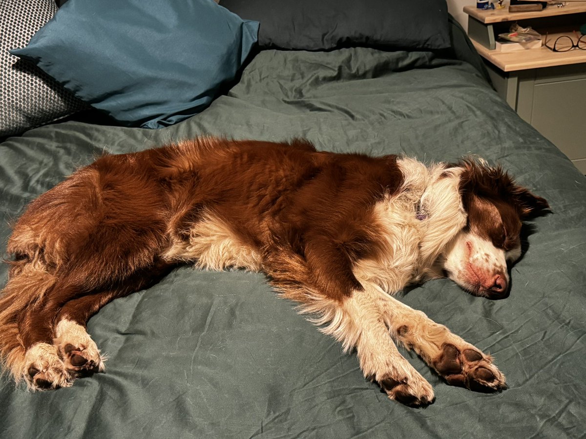 I think this sums up Lorelai’s busy day #sleepingbeauty #tireddoggo