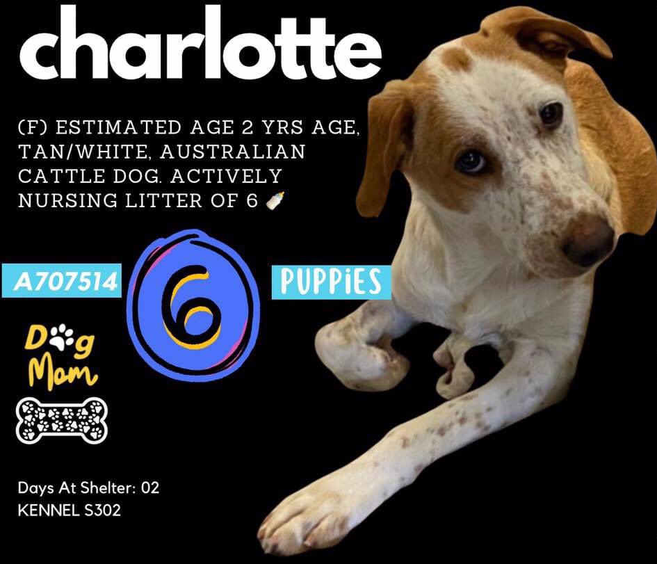🆘 FEARFUL AUSTRALIAN CATTLE DOG MOM CHARLOTTE 💝 #A707514 (2yo F) & HER 6 BABIES SURRENDERED BY OWNER ARE BEING KILLED TOMORROW 3.25 BY SAN ANTONIO ACS (#TEXAS)‼️ 

🚸#Rescue &/or #foster only! Actively nursing litter🍼
📧acsrescue-foster@sanantonio.gov

#PledgeForRescue 🙏🏼