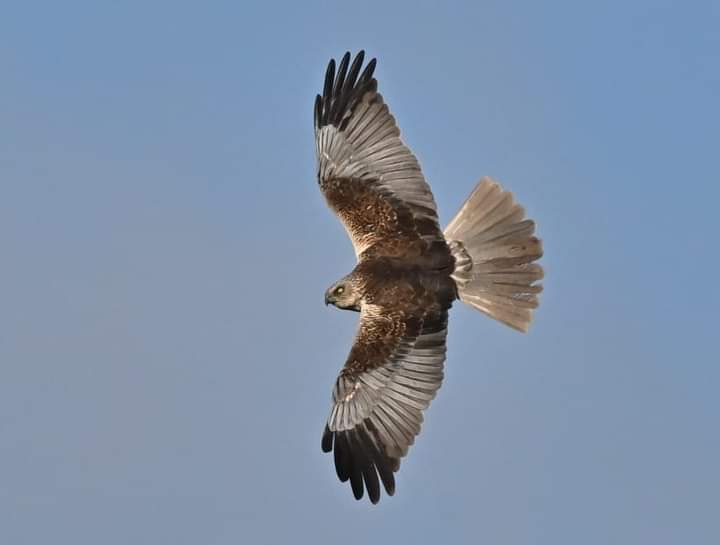 Plenty to see at Far Ings this weekend. 2 Great Egret, lots of Marsh Harriers including a pair displaying in front of the Visitor Centre. Also Osprey, Red Kite, Bitterns, Otter and an arrival of Chiffchaff and Sand Martin. 📷 Frank Wildman &amp; Niels Jenson