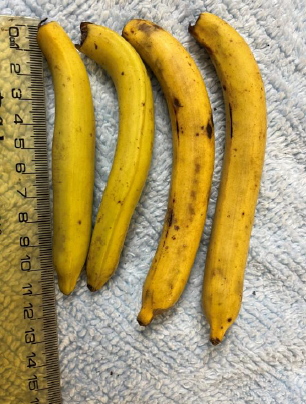 A genetic ancestor could solve the problems affecting the world's bananas. #UQResearch with  @gatesfoundation, @DAFQLD,  @CGIAR and @BGM_coll_res

bit.ly/4adjSI4